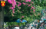 Hoa giấy bung nở khoe sắc ở Hà Nội
